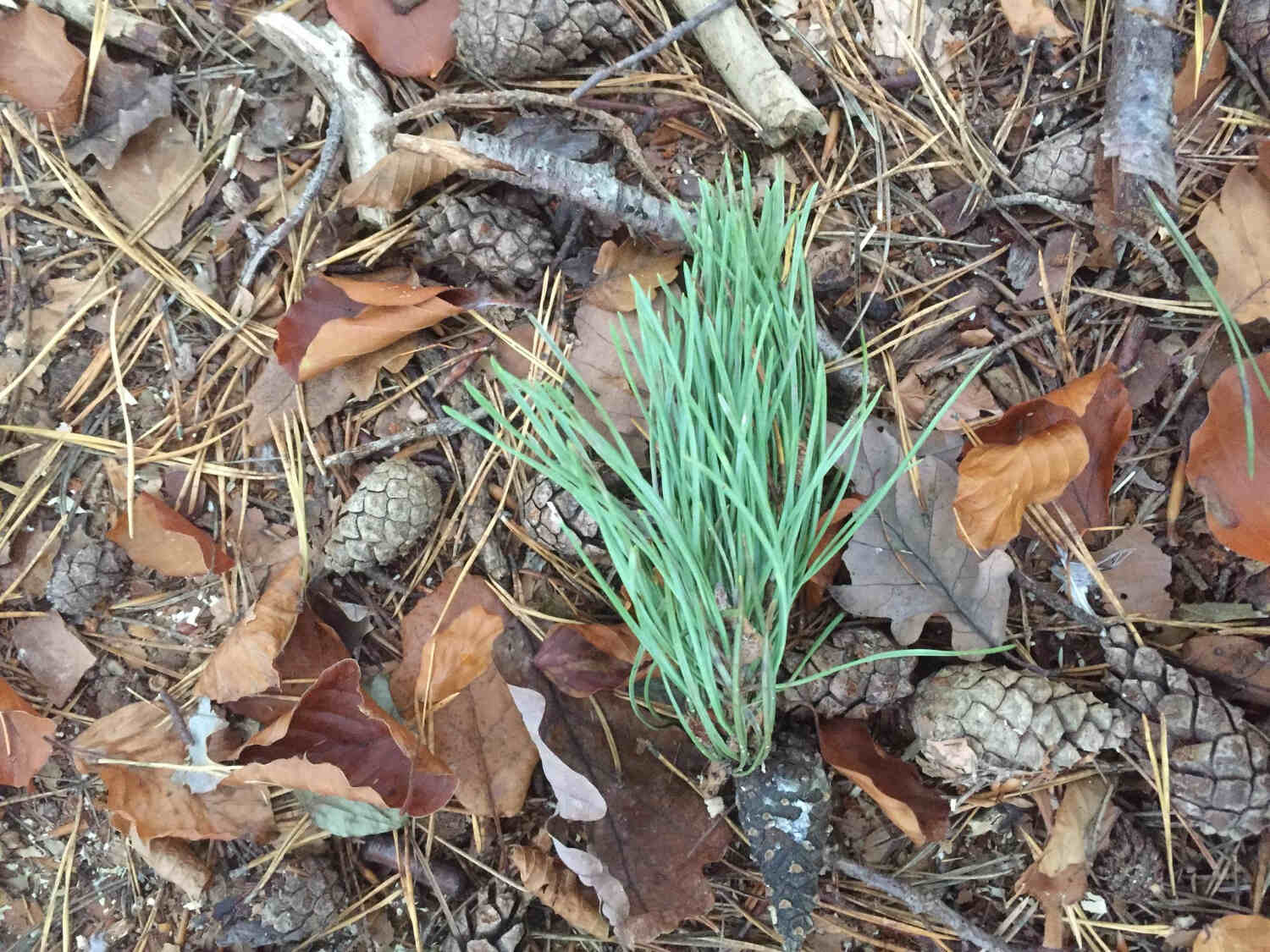 Z czego zrobić kwaśny kompost ?