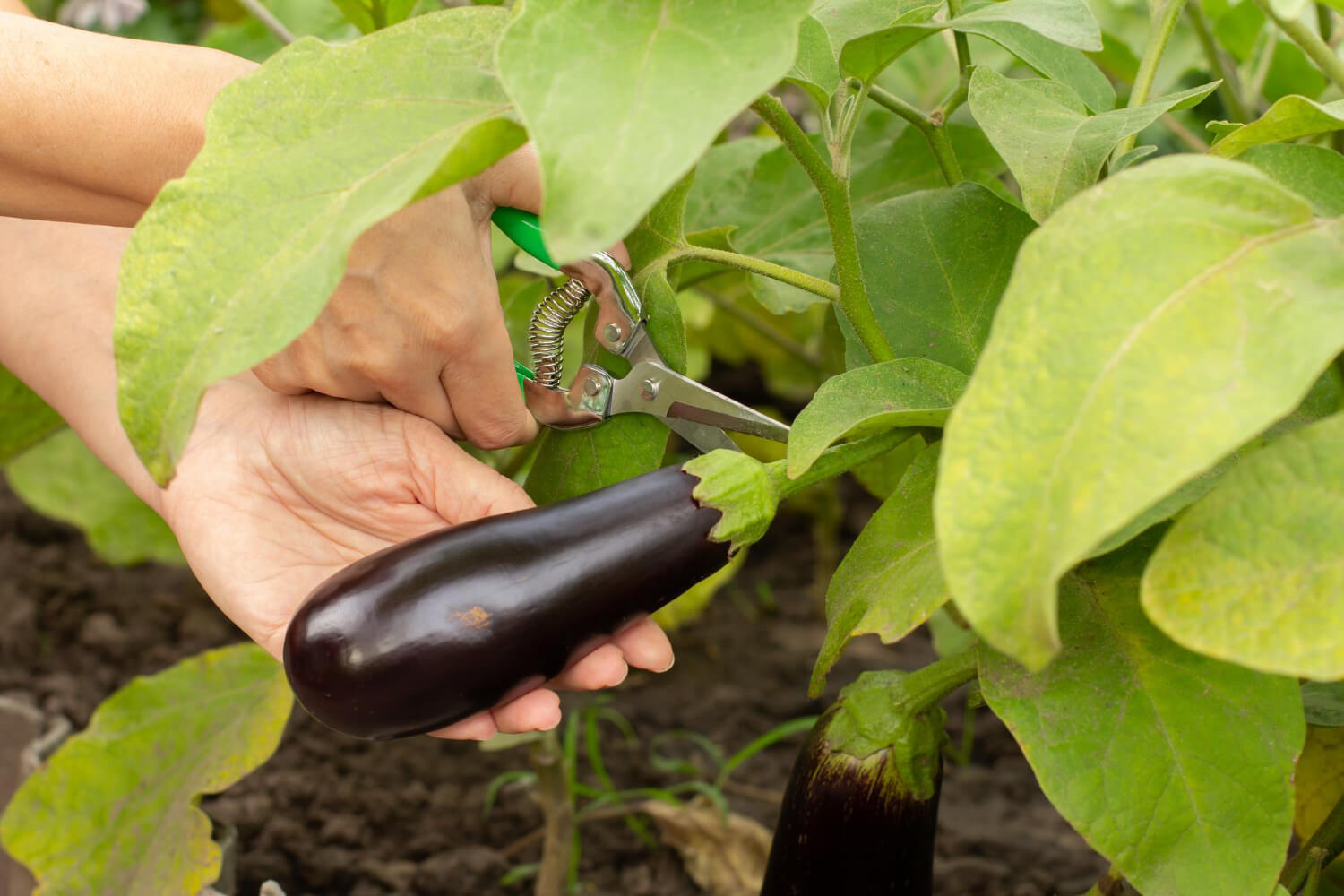 Bakłażan uprawa w ogrodzie