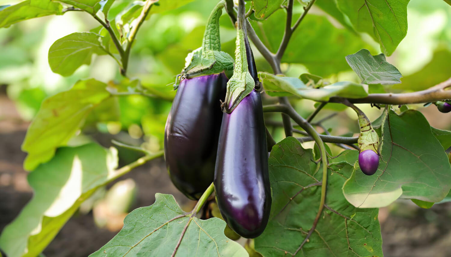 Bakłażan jak uprawiać to warzywo