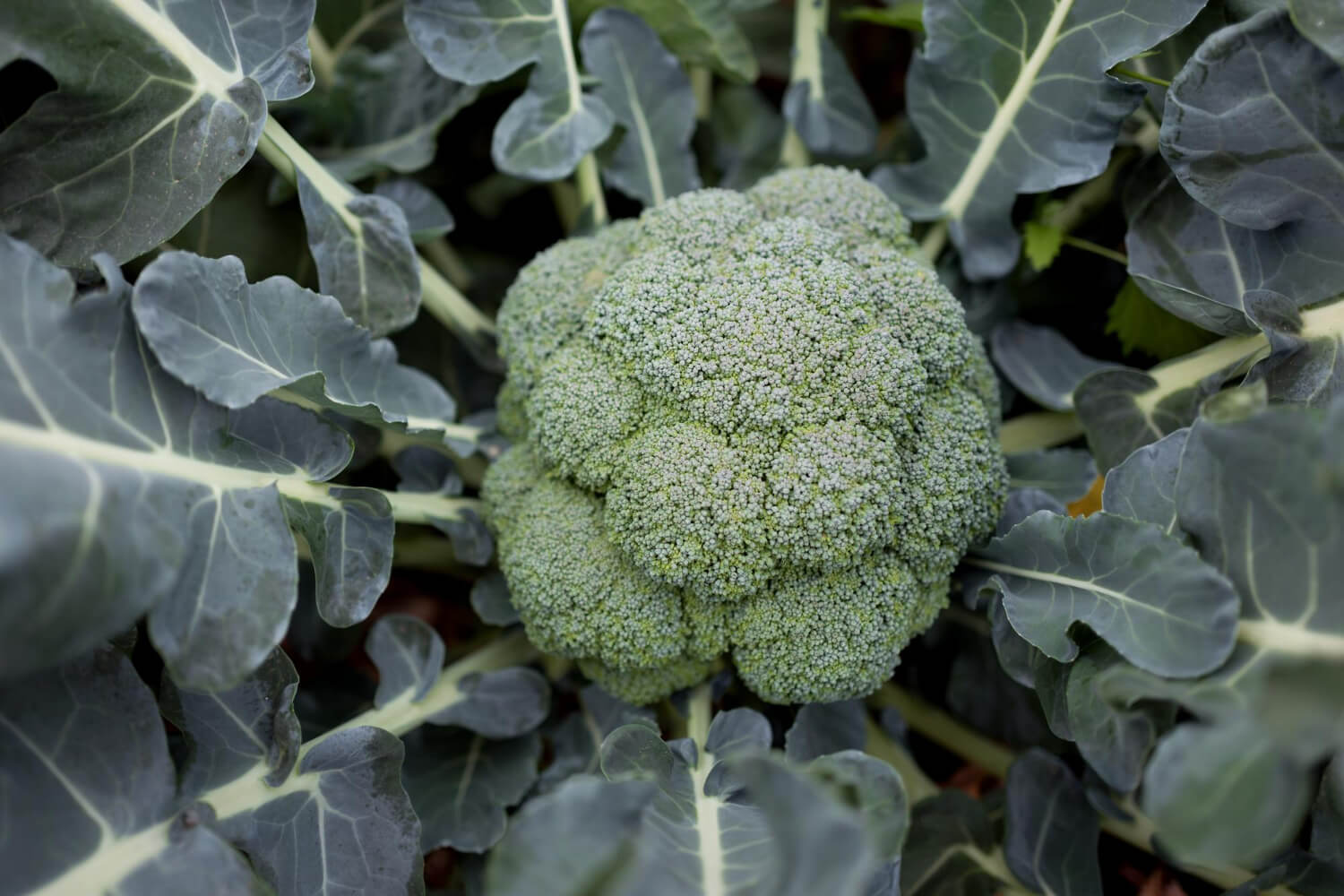 Brokuł uprawa w ogrodzie