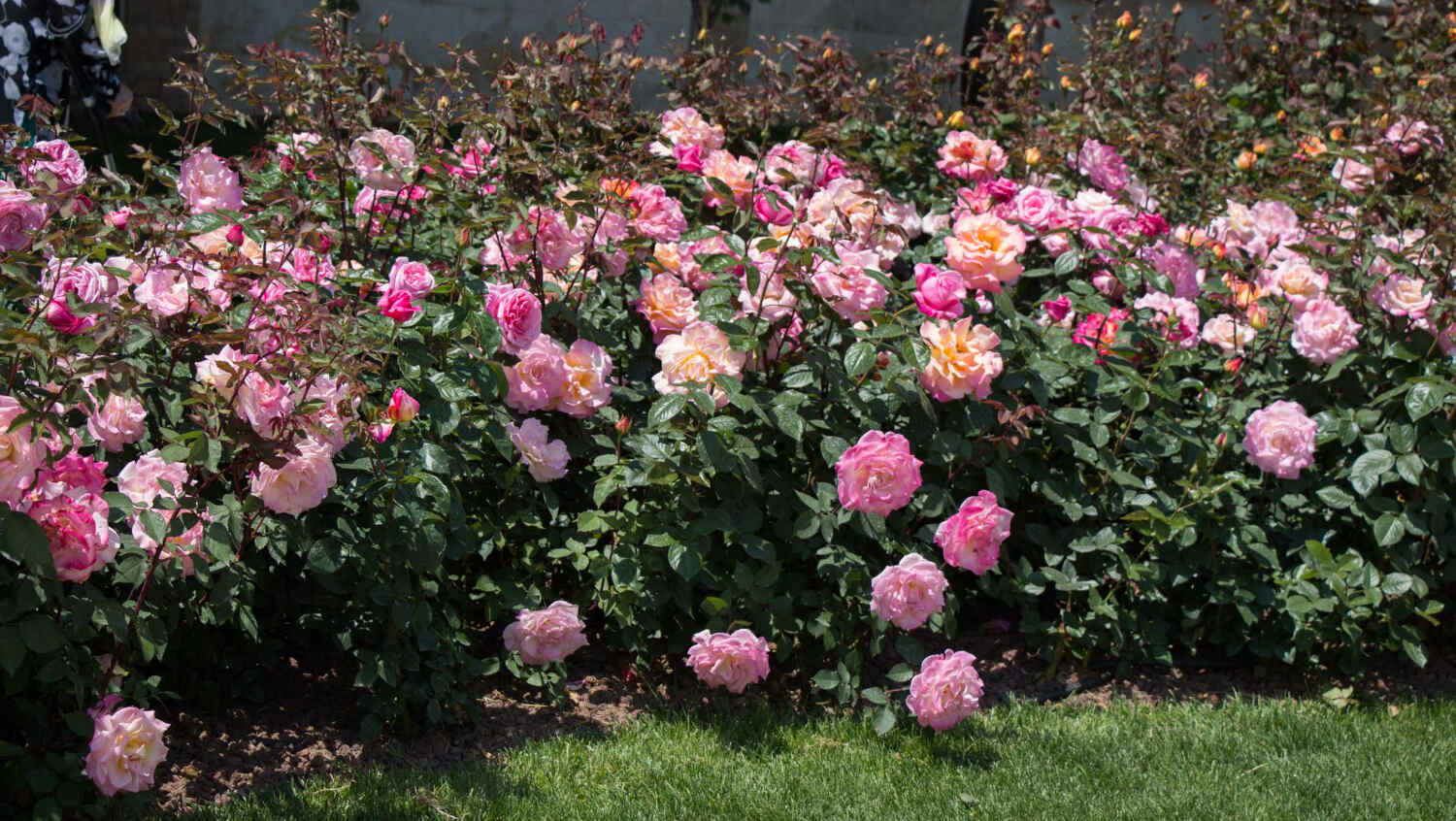 Róże obficie i długo kwitnące