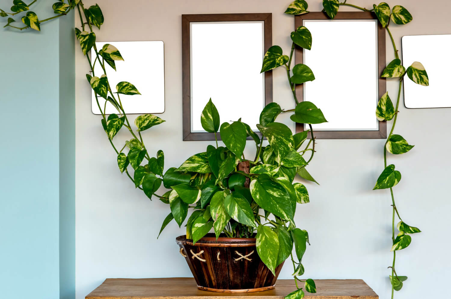 Epipremnum do kuchni
