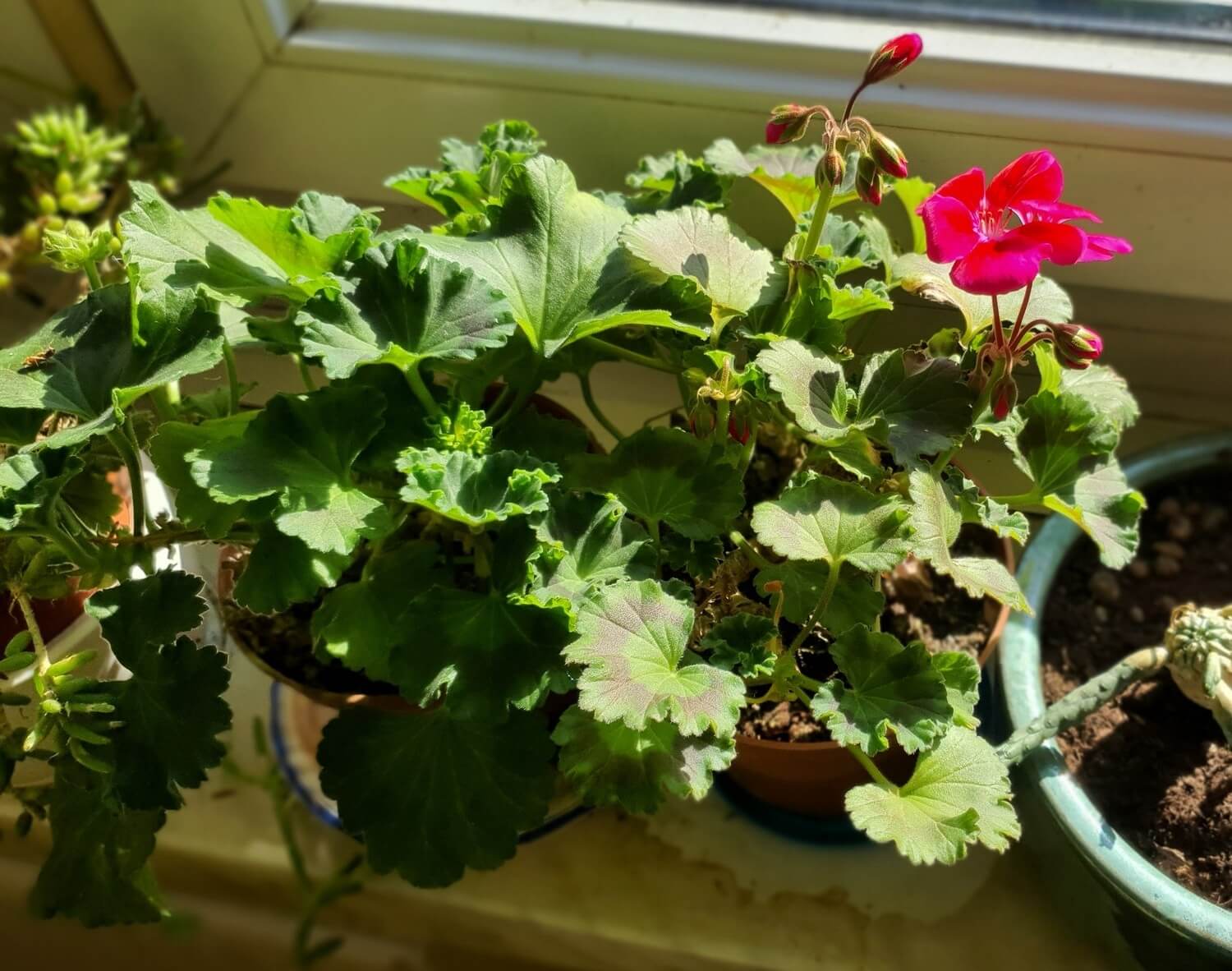 Zimowanie pelargonii na parapecie