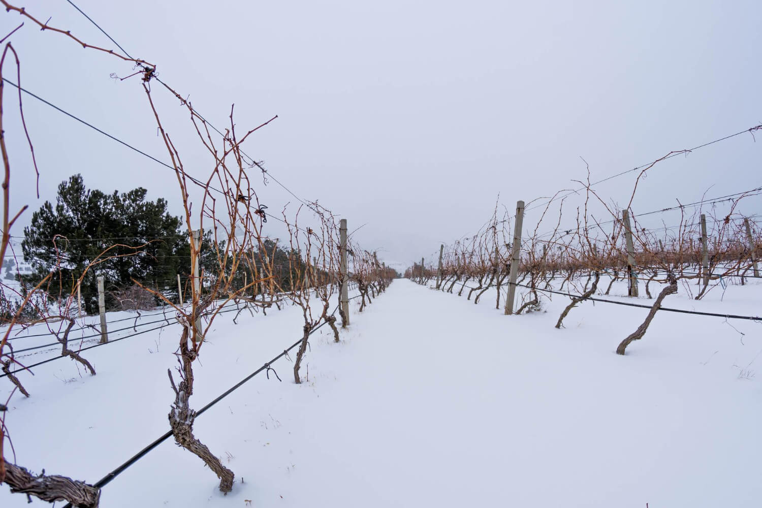 Jak dbać o winorośl zimą?