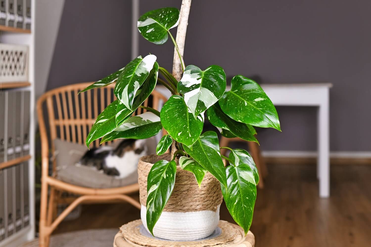 Filodendron pnący Variegata