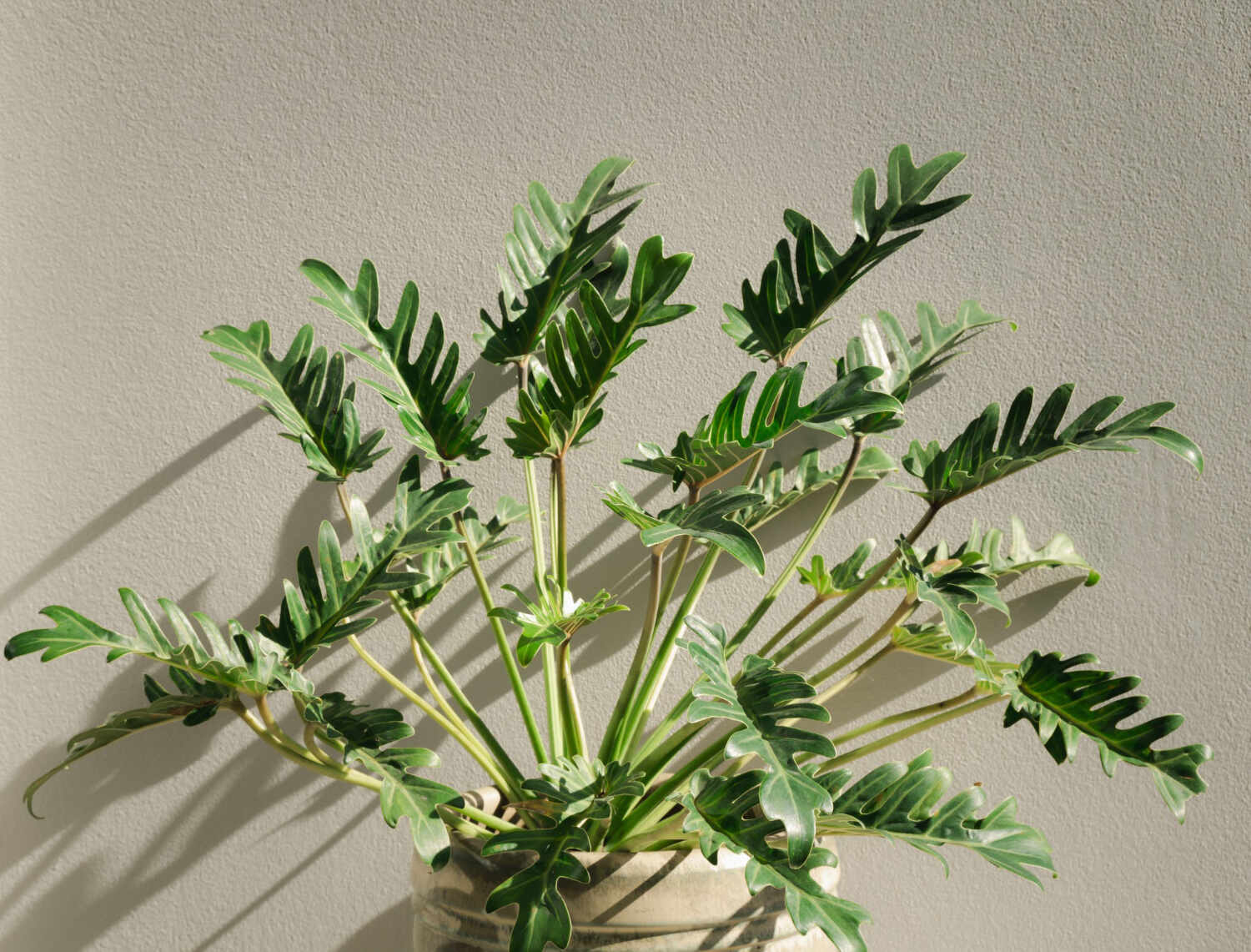 Filodendron xanadu