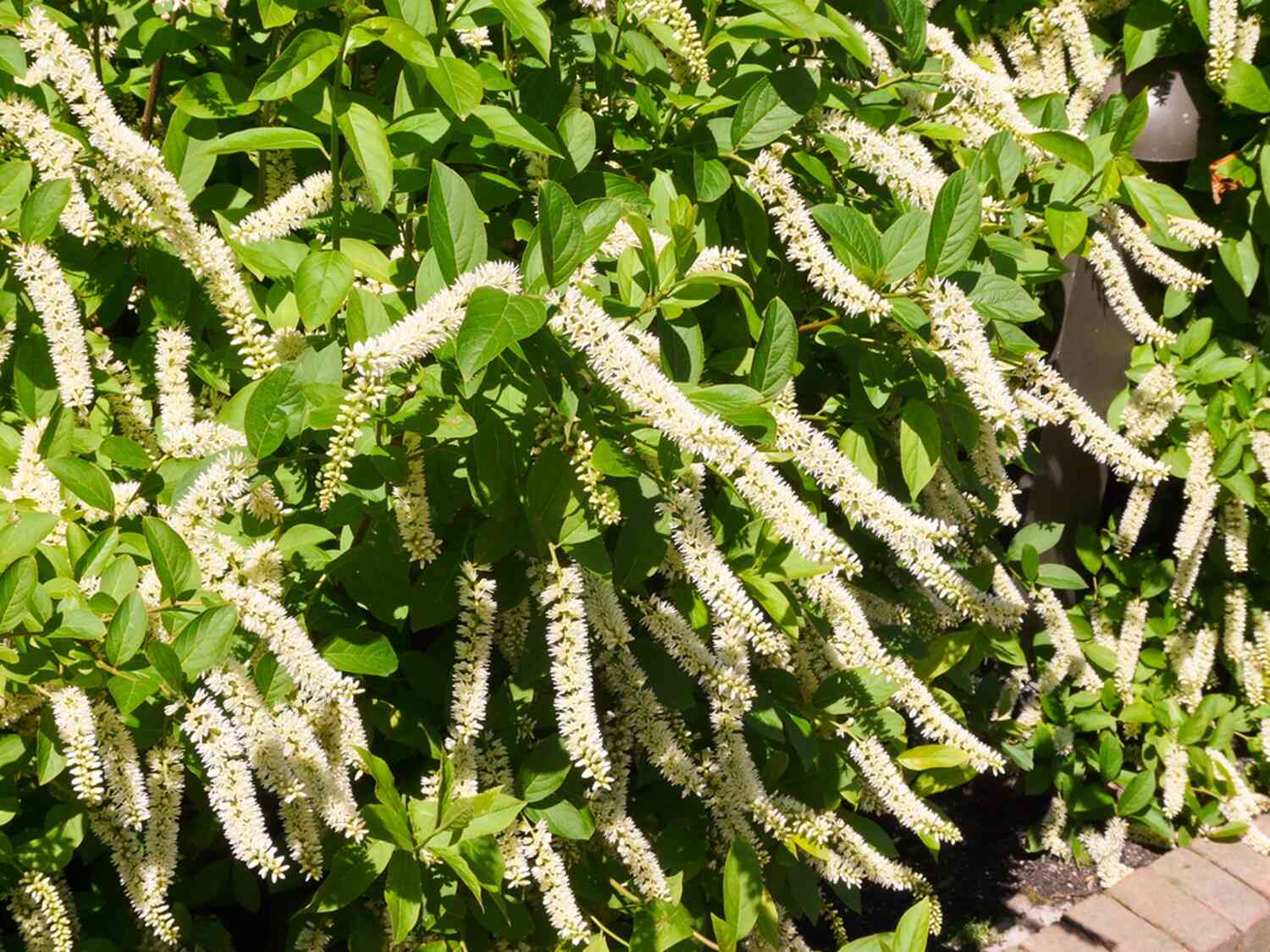 Itea wirginijska kwitnie