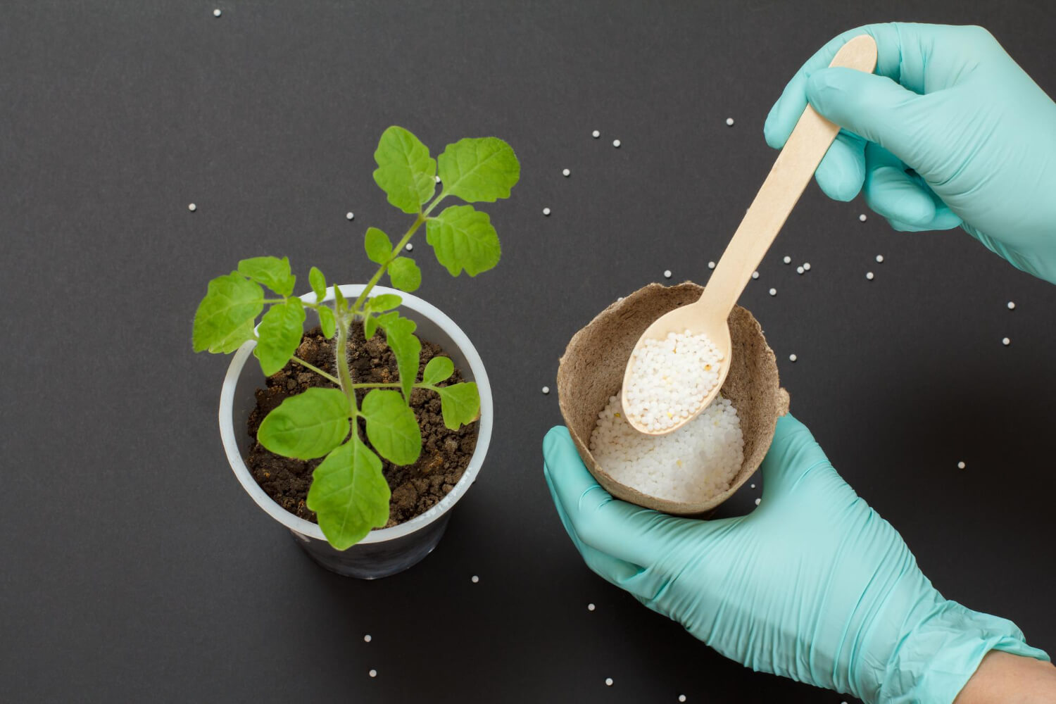 Nawożenie rozsady roślin