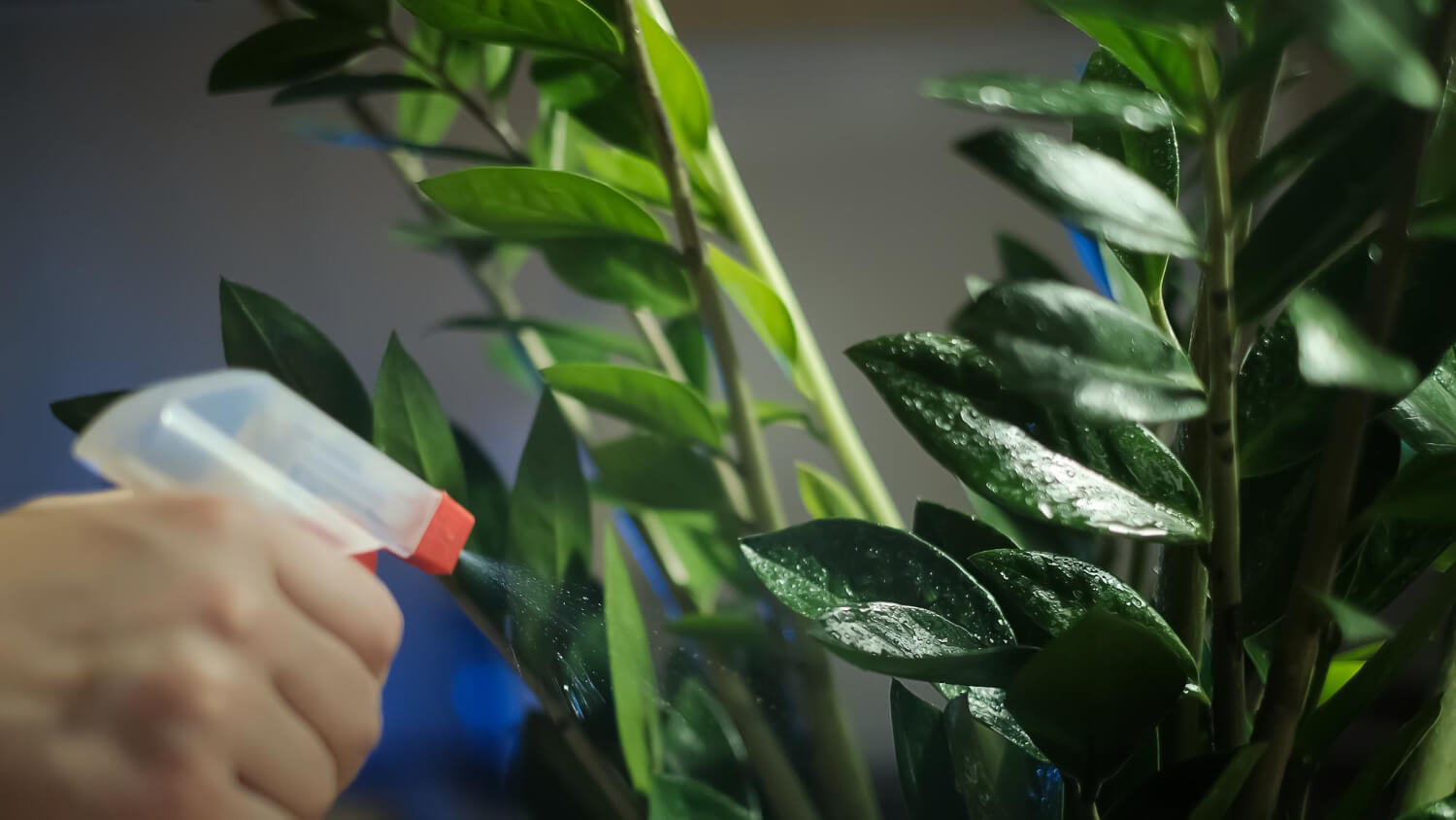Oprysk olejowy na szkodniki roślin domowych