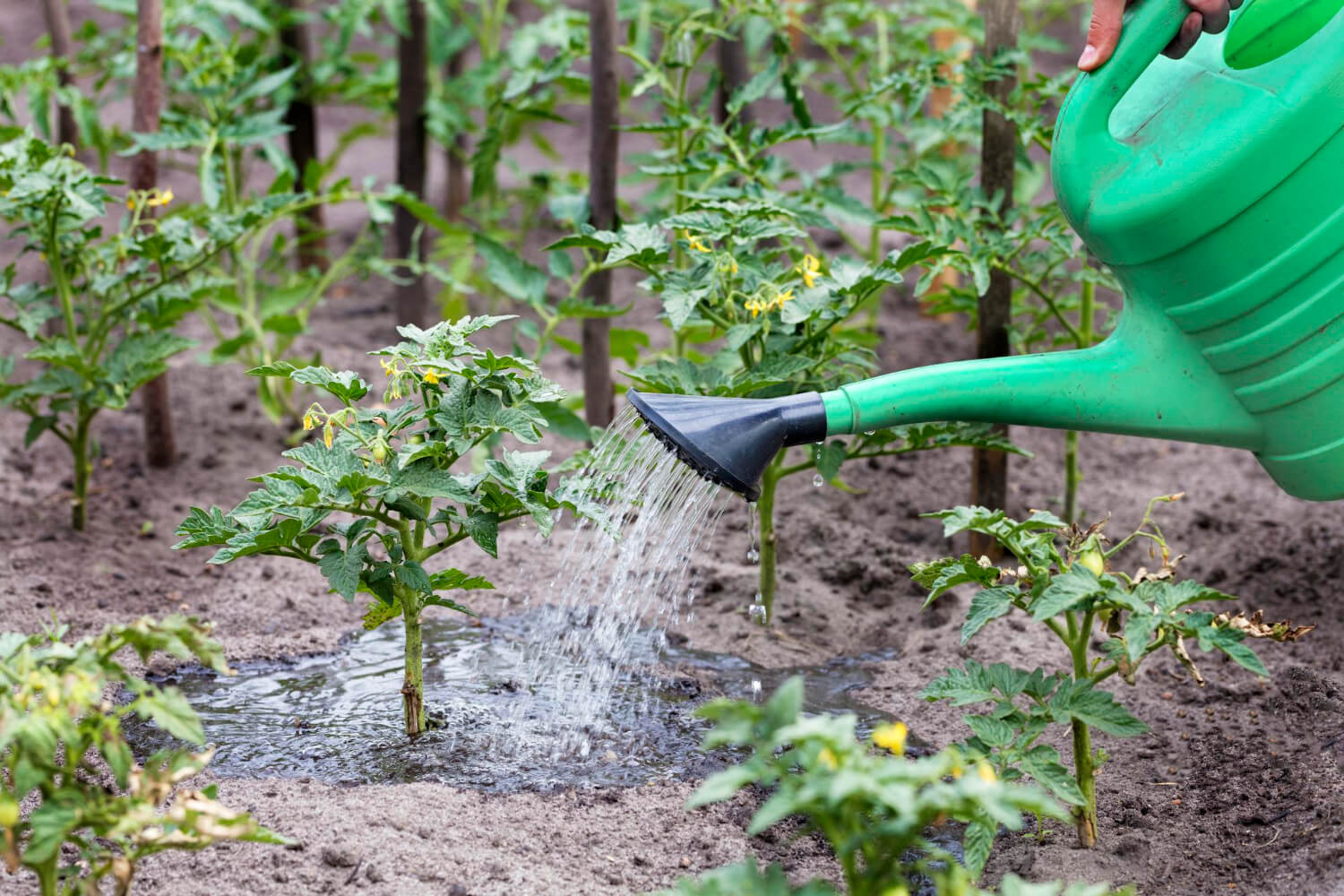 Co podlewać gnojówką z żywokostu ?