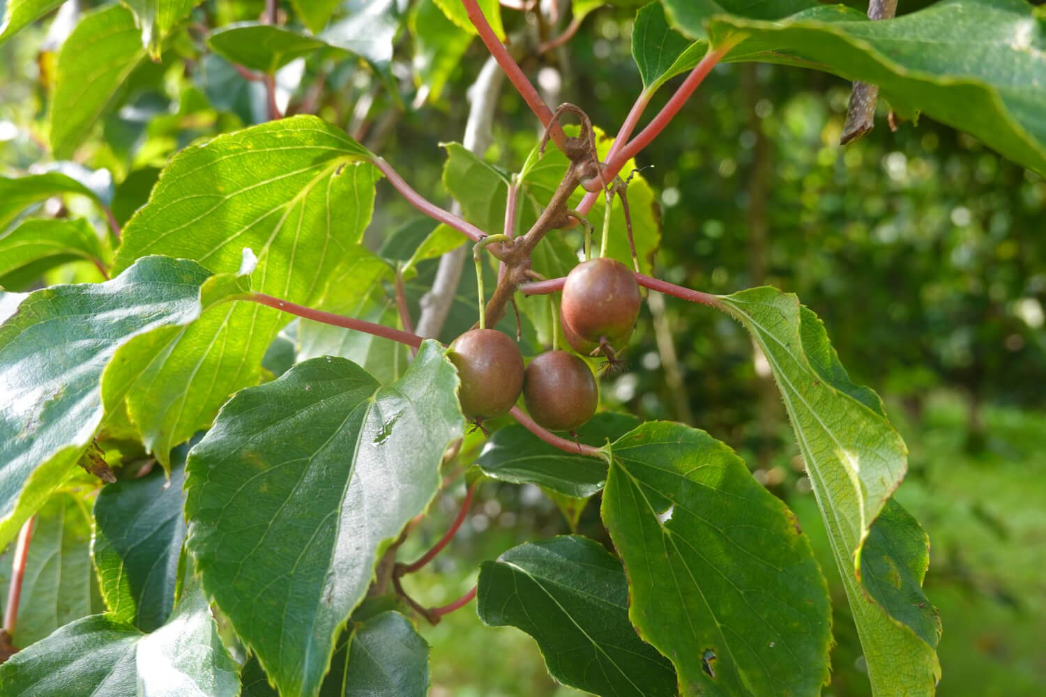 Aktinidia sumer smaczne mini kiwi