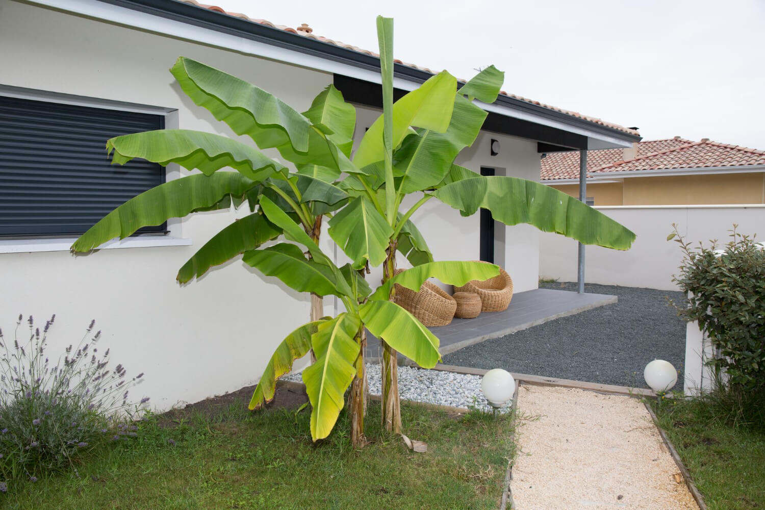 Bananowiec Musa basjoo w gruncie