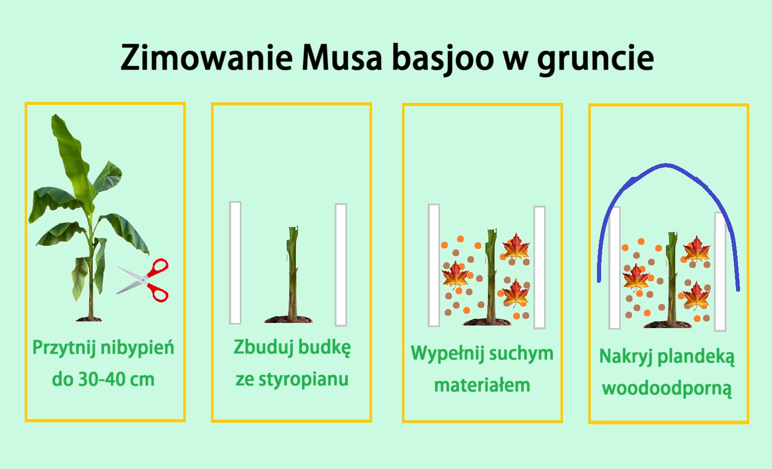 Zimowanie Musa basjoo w gruncie