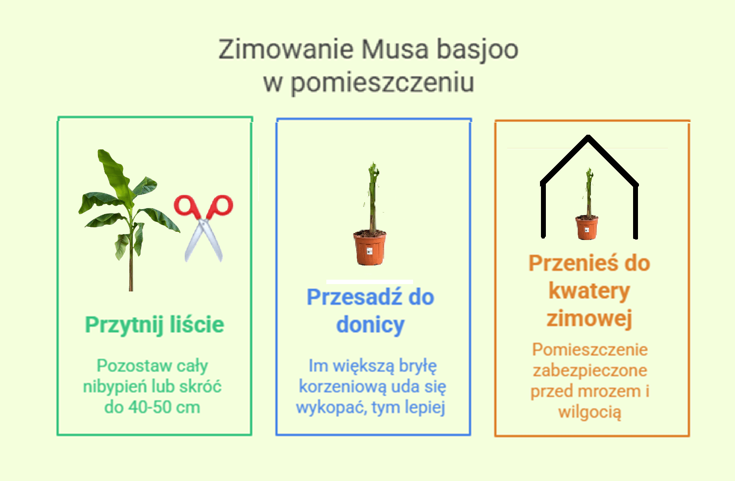 Zimowanie bananowca w donicy