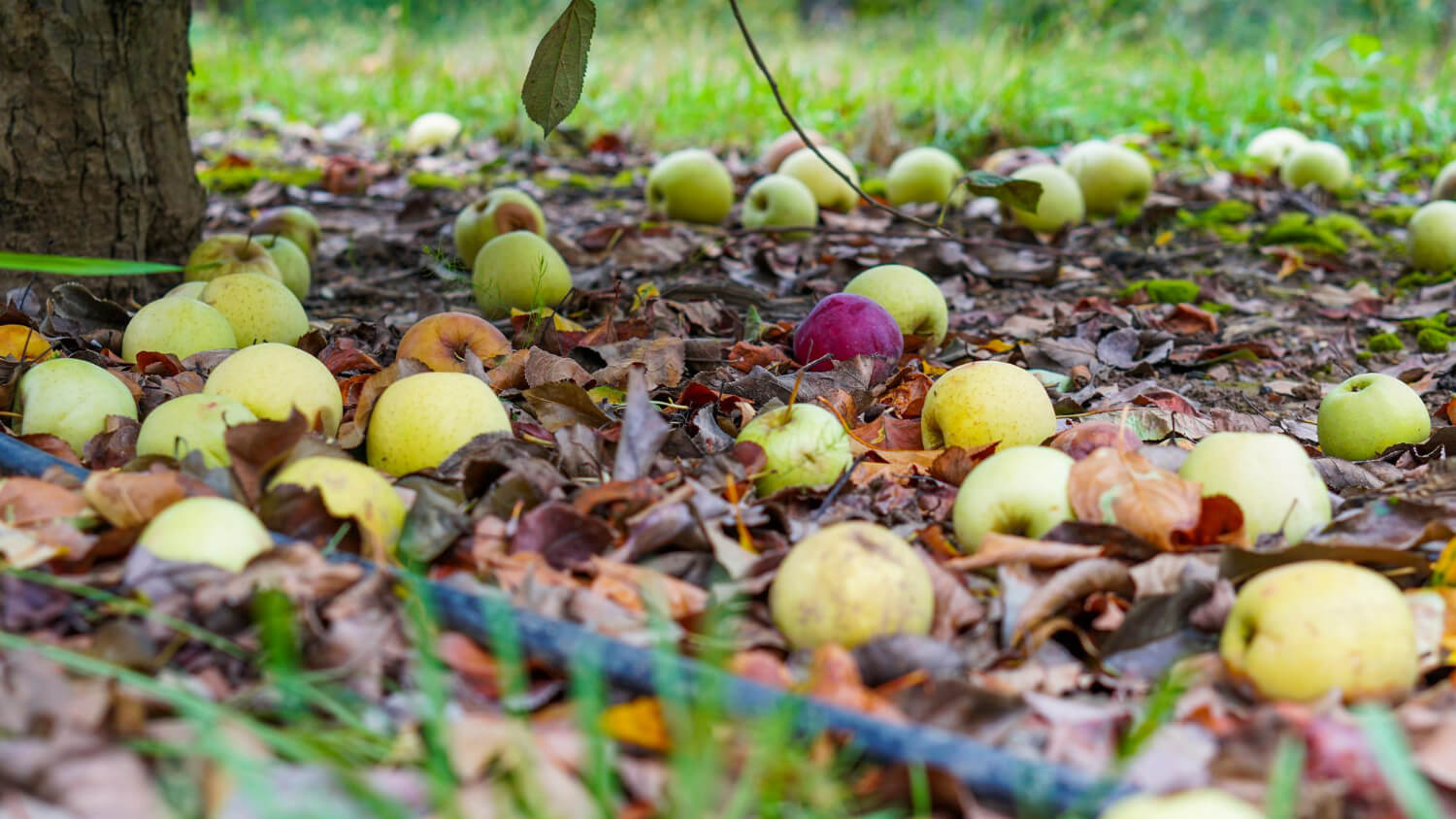 Zgniłe owoce na przetwory lub kompost