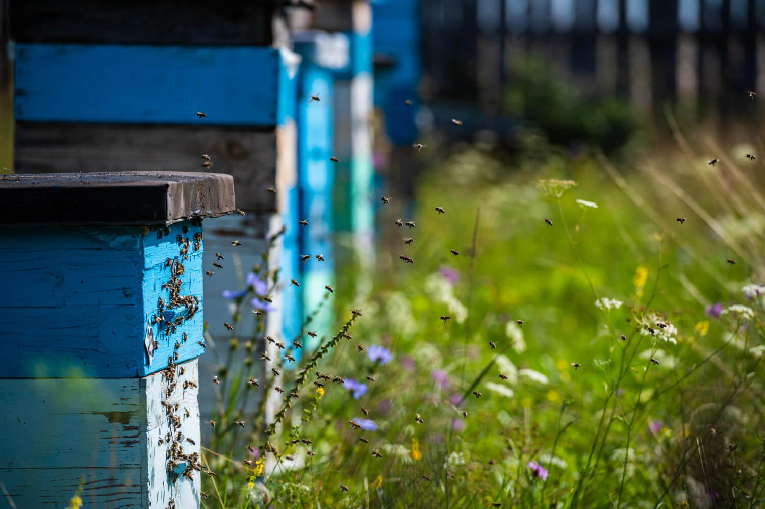 Przyjazne owady w ogrodzie