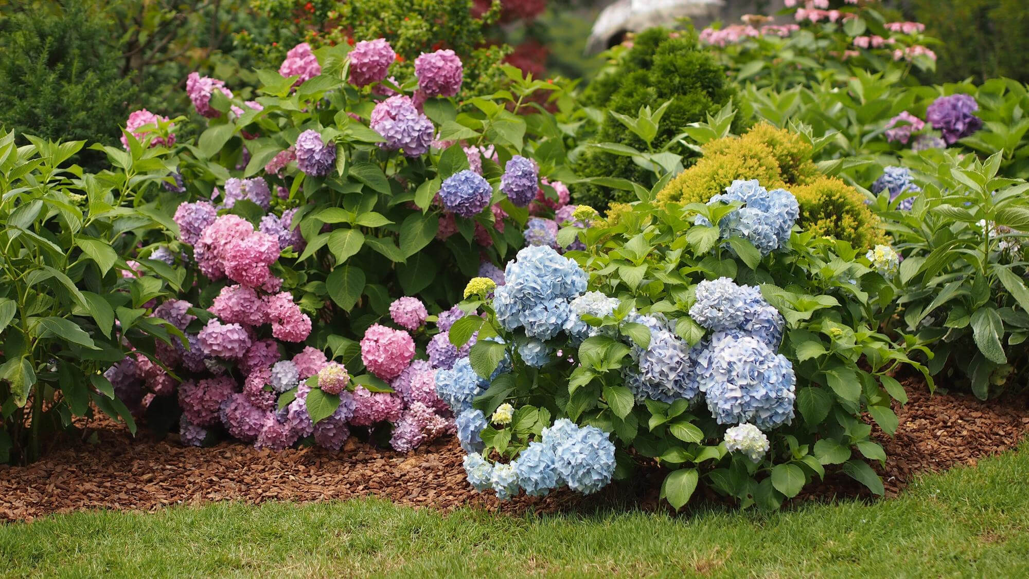 Co zrobić by hortensje kwitły obficie 