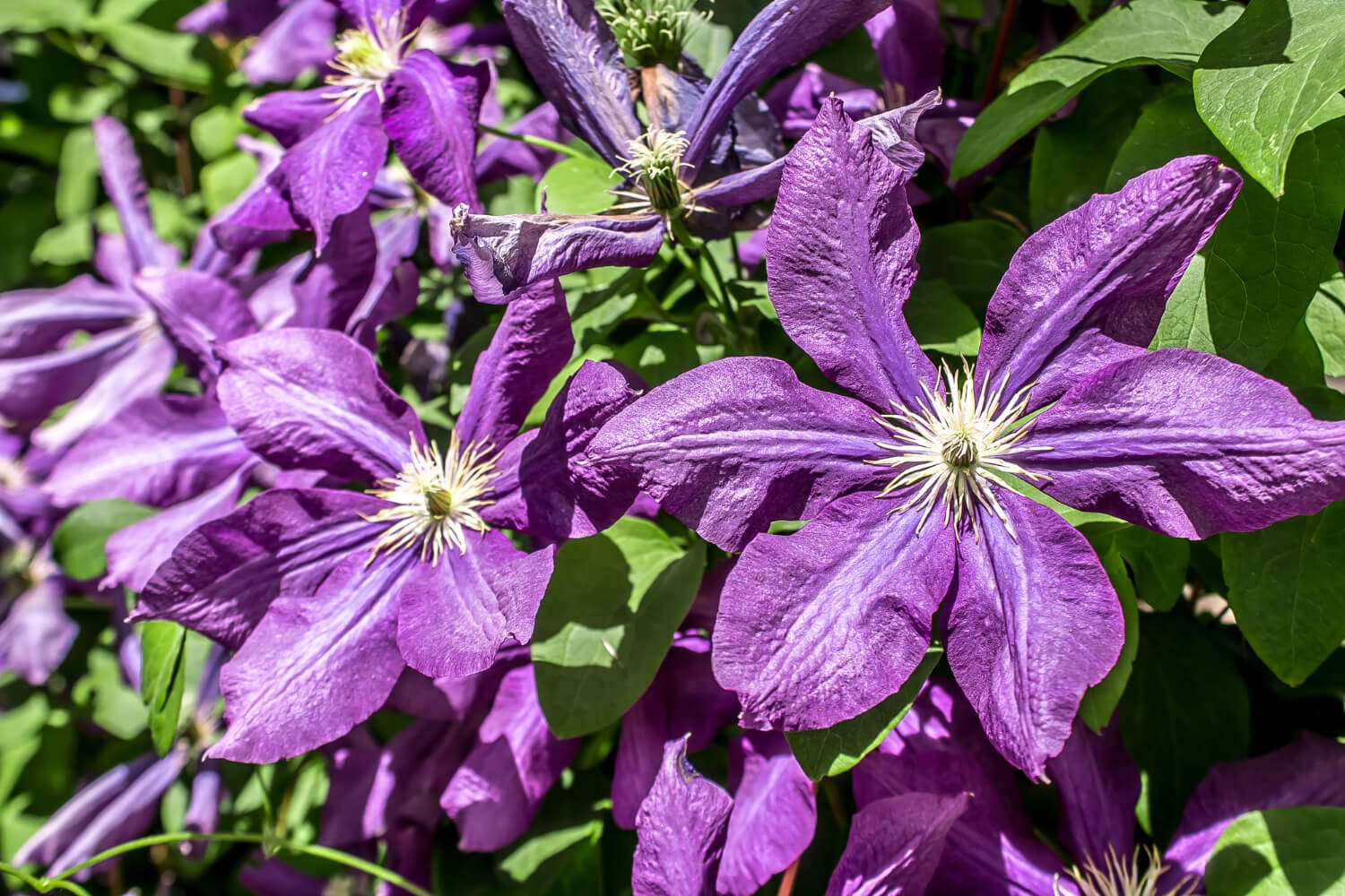 Clematis fioletowy