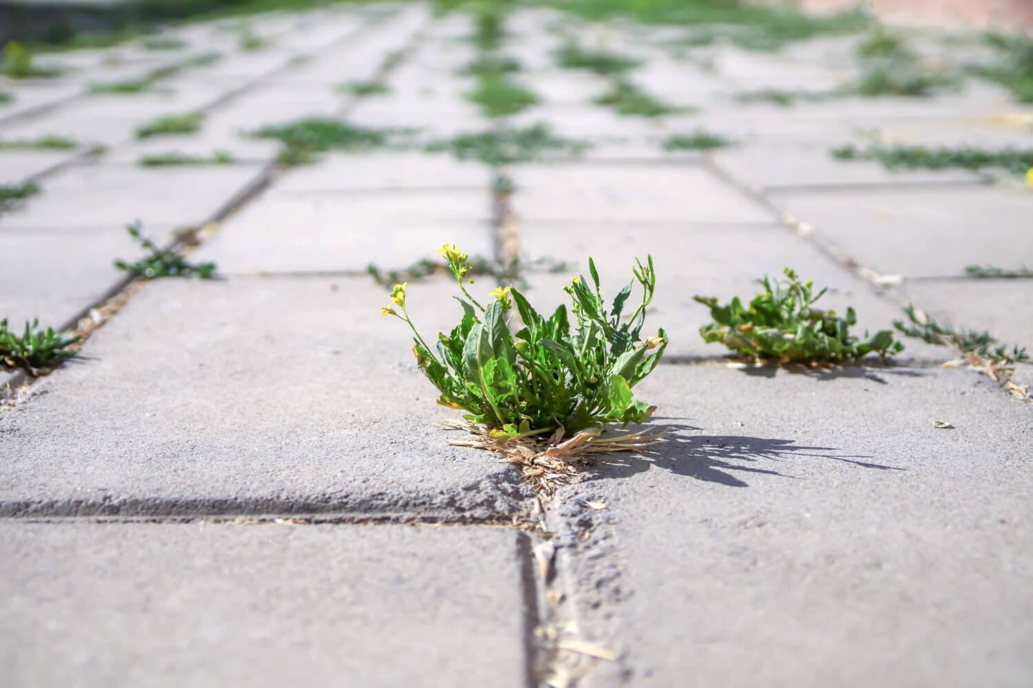 Chwasty na kostce brukowej