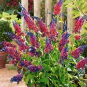 Buddleja
