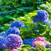 Hortensje