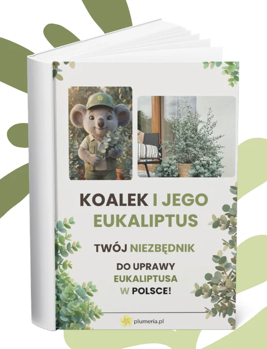 Ebook: Koalek odkrywa tajemnice eukaliptusa