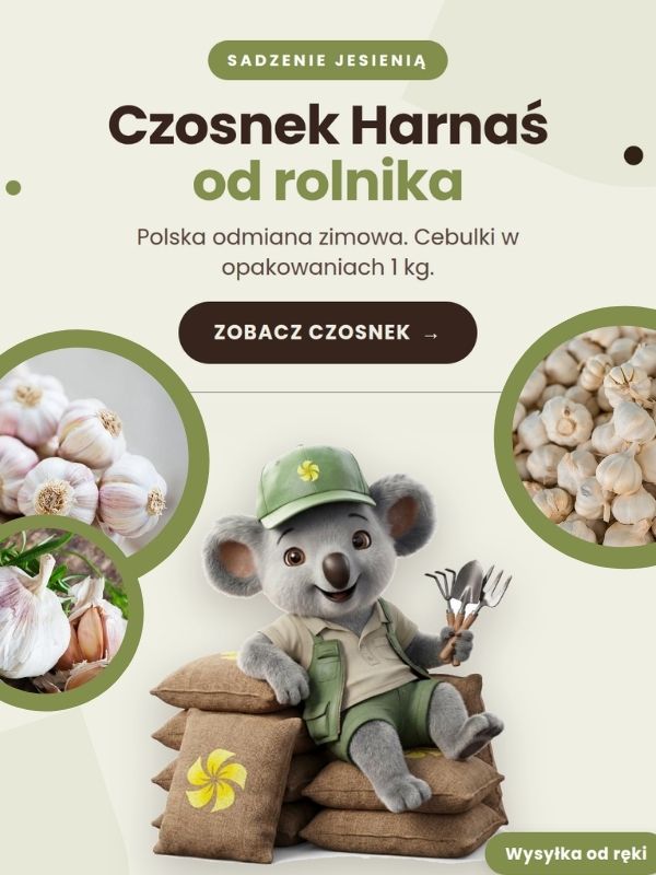 Czosnek Sklep ogrodniczy online • Sadzonki • Nasiona ☀️ Plumeria.pl