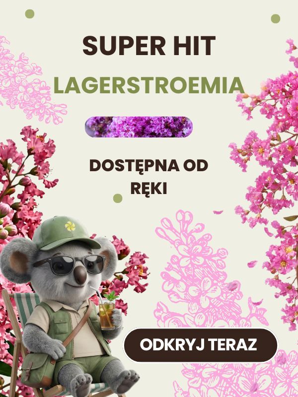 Powrót Lagerstroemia Sklep ogrodniczy online • Sadzonki • Nasiona ☀️ Plumeria.pl