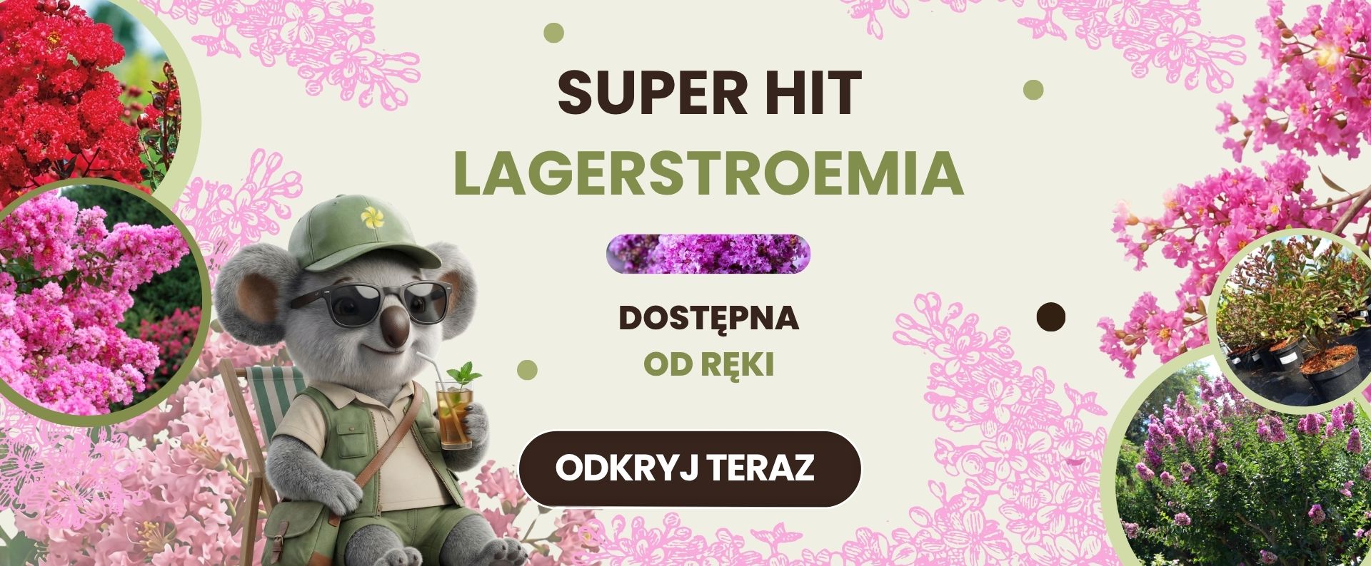 Sadzonki powrót Lagerstroemia Sklep ogrodniczy online • Sadzonki • Nasiona ☀️ Plumeria.pl