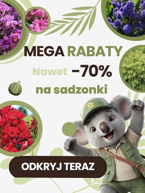 Mega rabaty -70% - Mobile Sklep ogrodniczy online • Sadzonki • Nasiona ☀️ Plumeria.pl