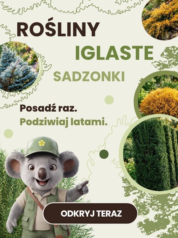 Rośliny iglaste Sklep ogrodniczy online • Sadzonki • Nasiona ☀️ Plumeria.pl