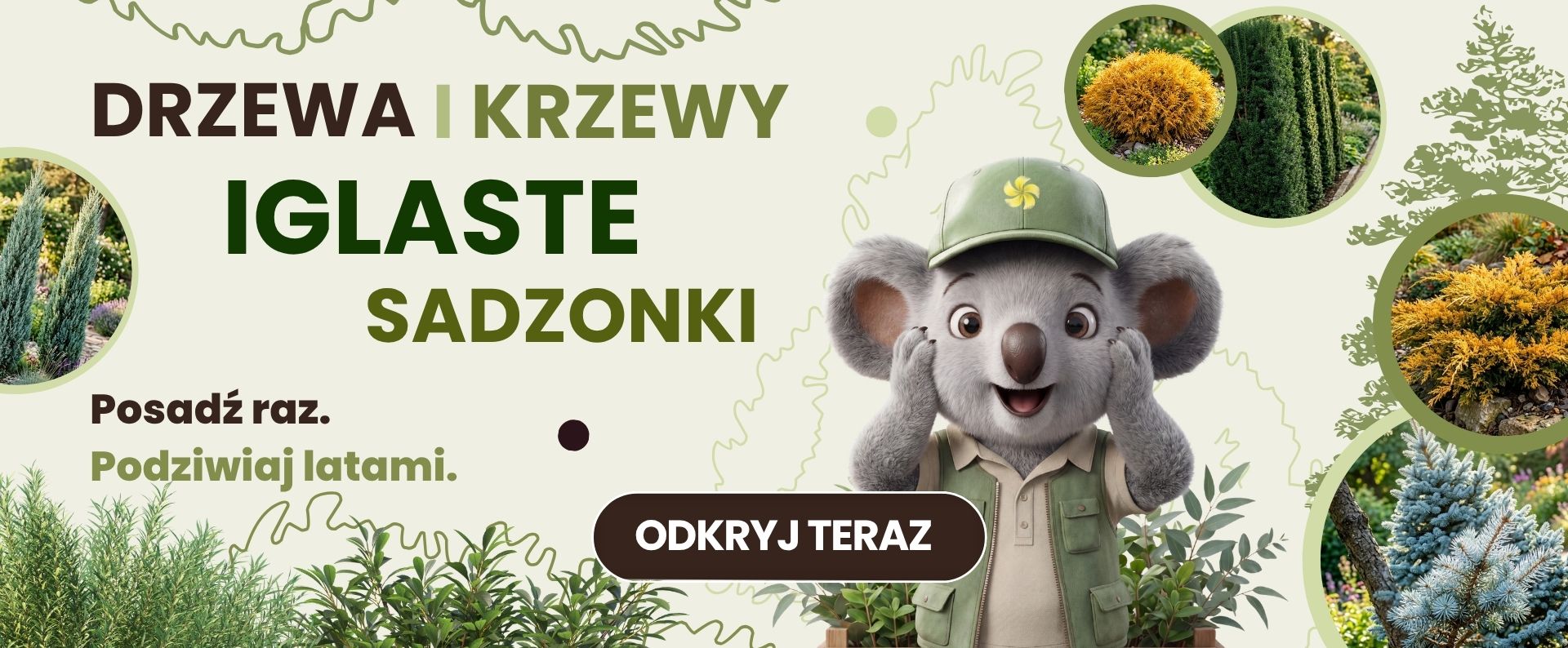 Rośliny iglaste Sklep ogrodniczy online • Sadzonki • Nasiona ☀️ Plumeria.pl