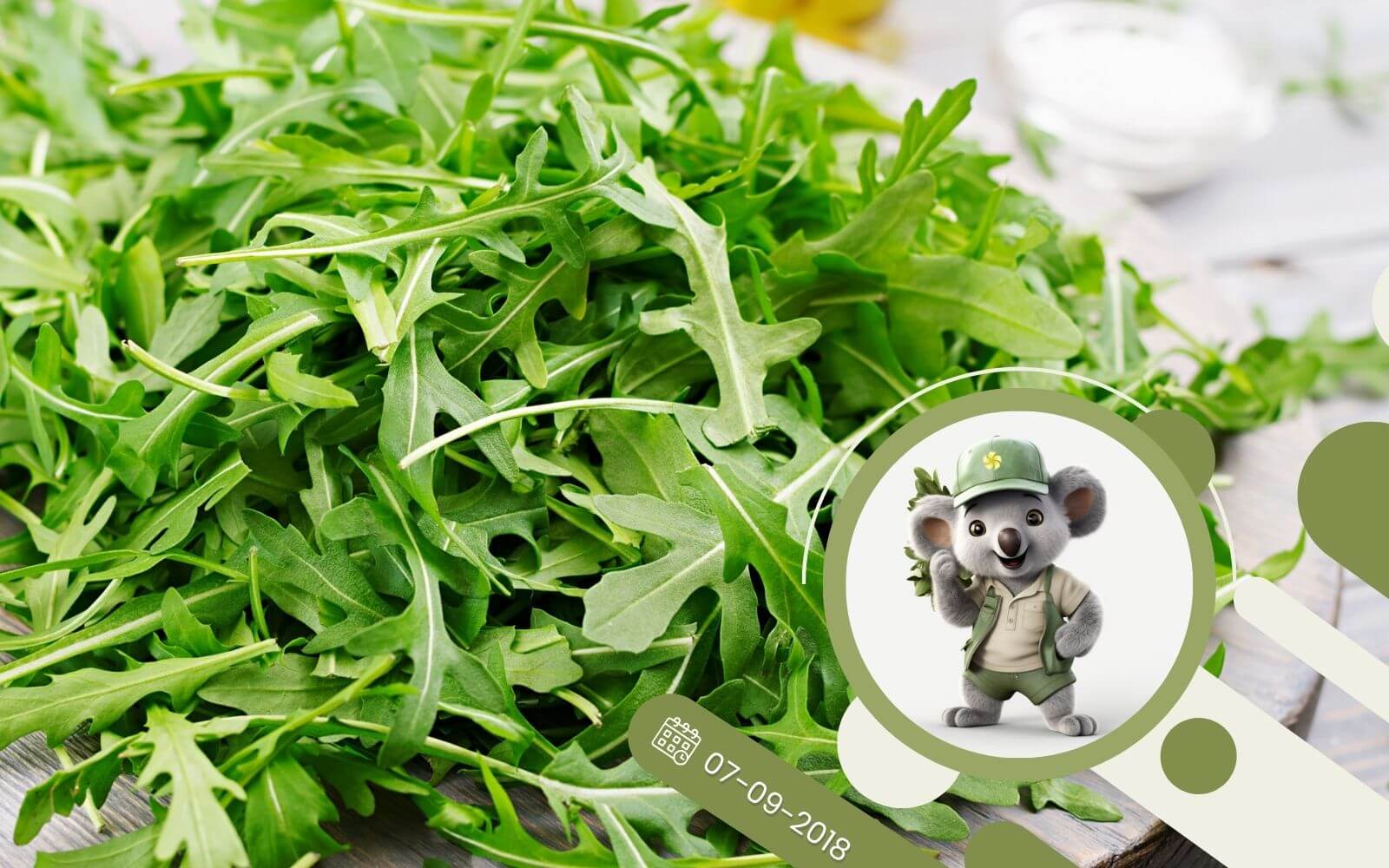 Ziołowy kącik - R jak Rukola