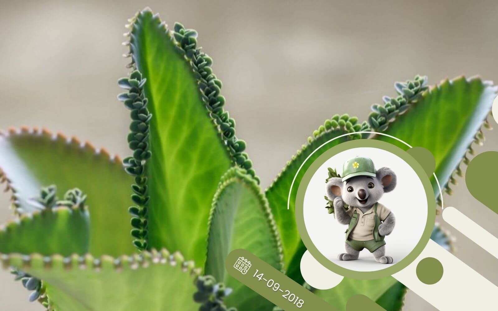 Cudowne właściwości żyworódki