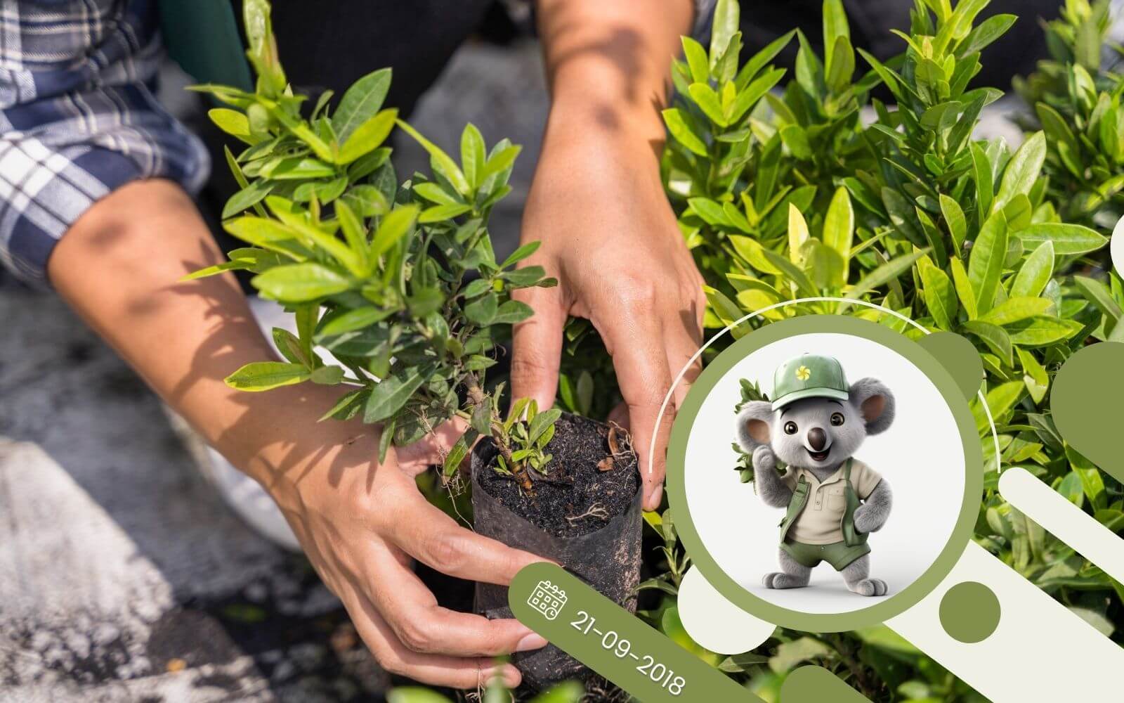 Pierwsze kroki w ogrodzie - jak sadzić krzewy?