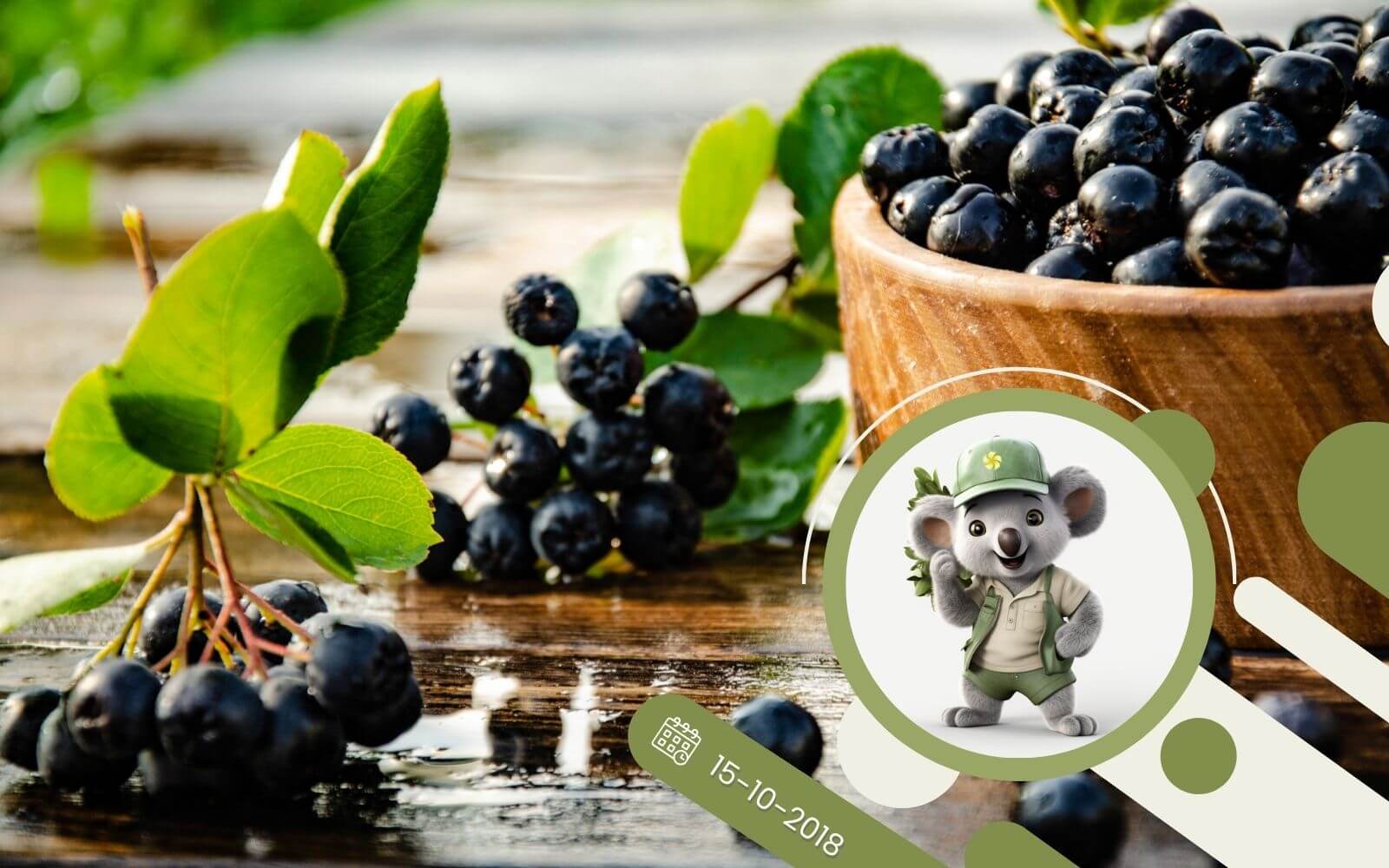 Aronia - jak najlepiej wykorzystać jej owoce ?