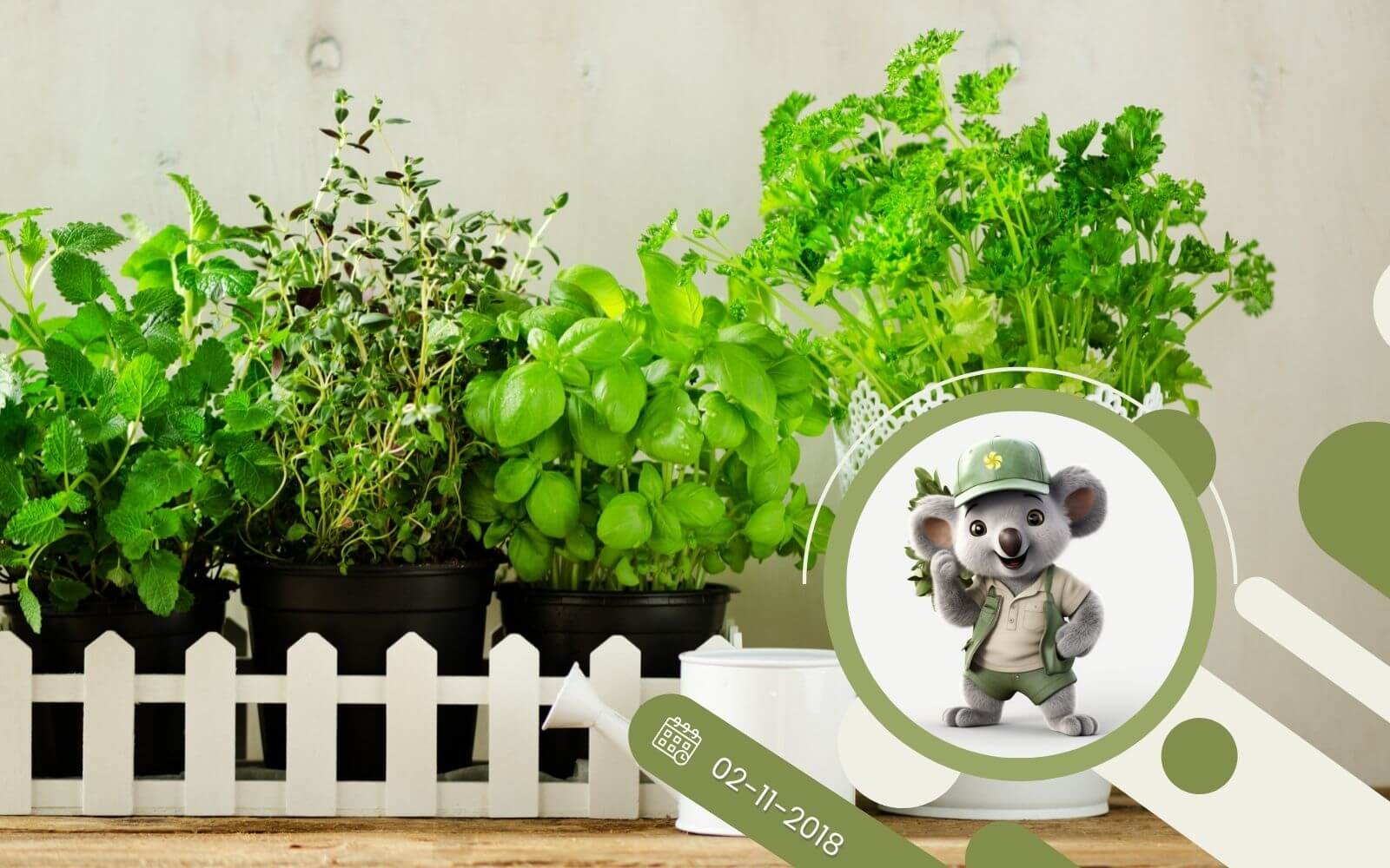 Jak uprawiać zioła w domu?