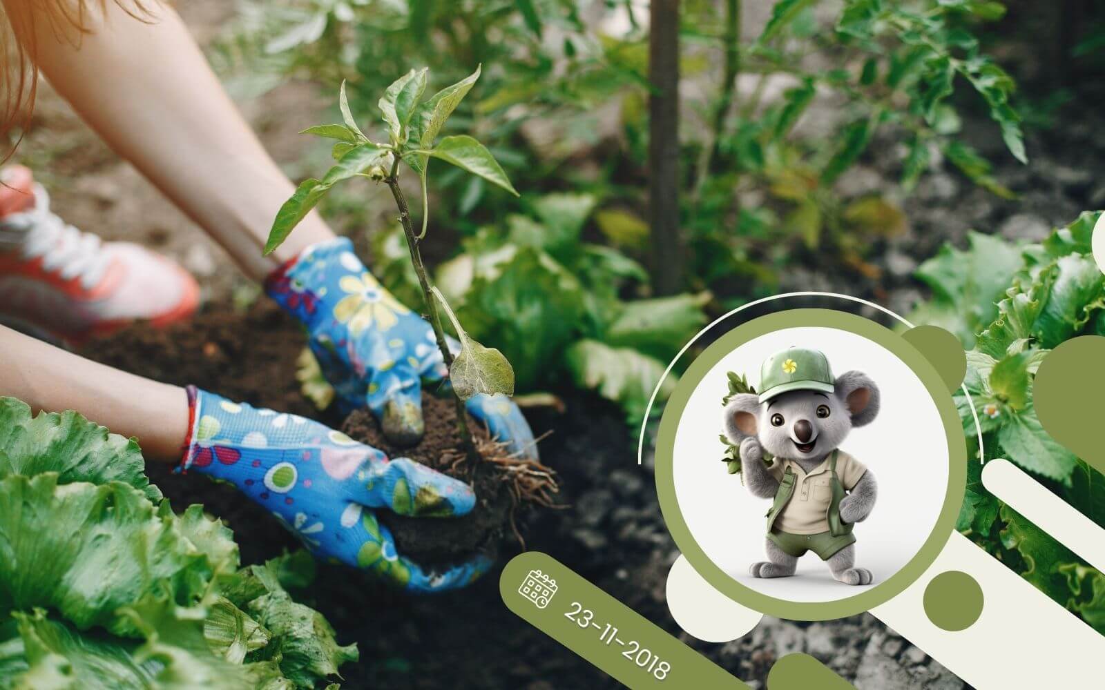 Roślina z pojemnika a kopana z gruntu - jaką wybrać?
