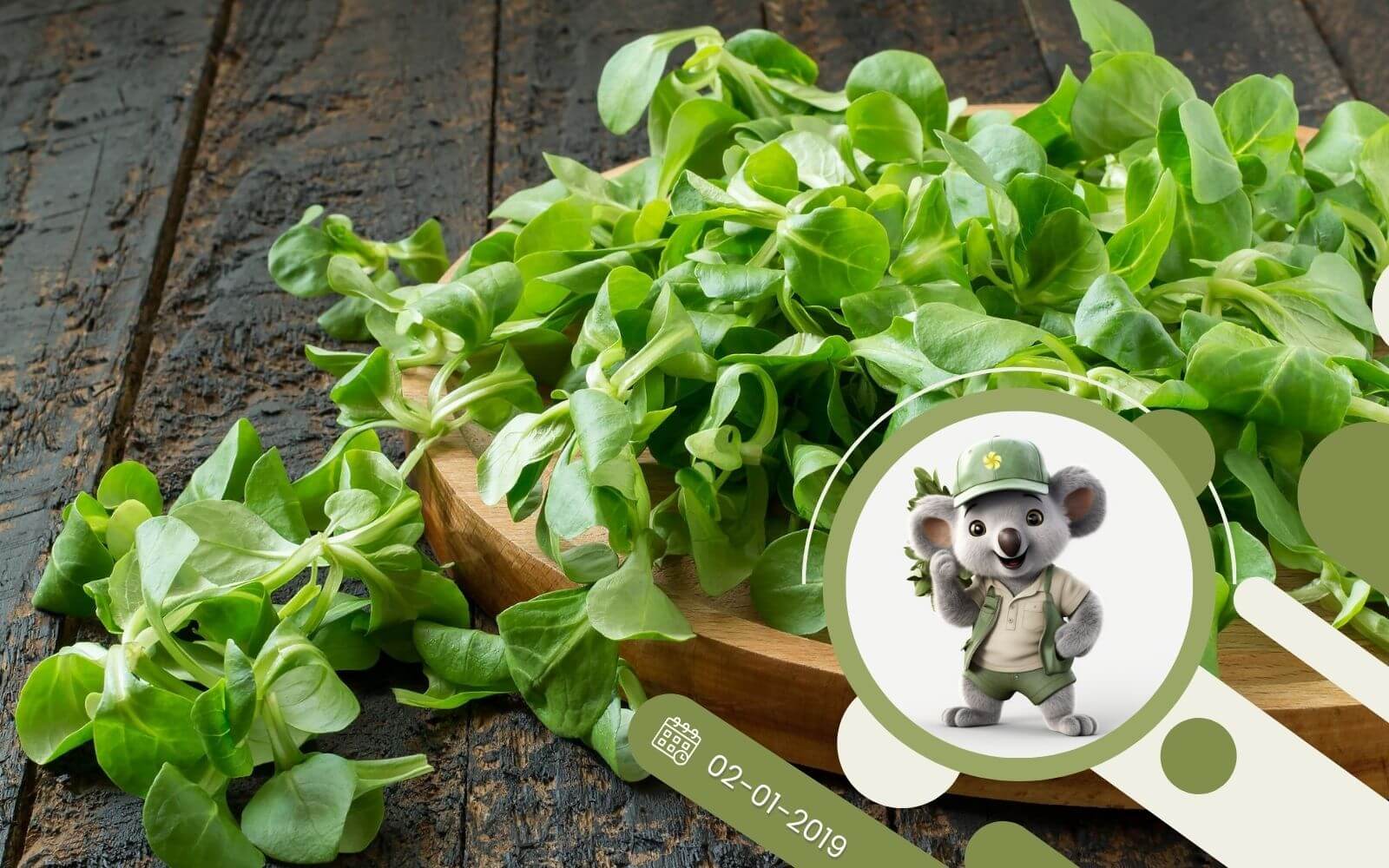 Jak i gdzie uprawiać baby leaf ?