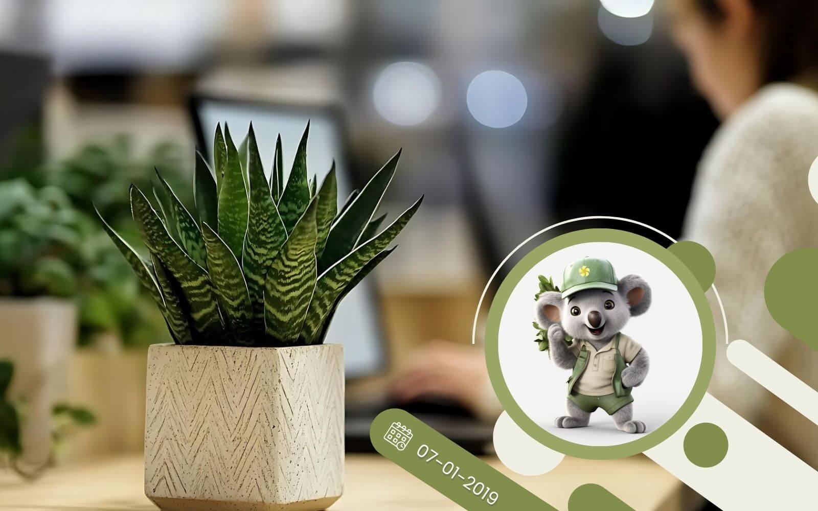 Ranking TOP 5 najlepszych roślin do biura !