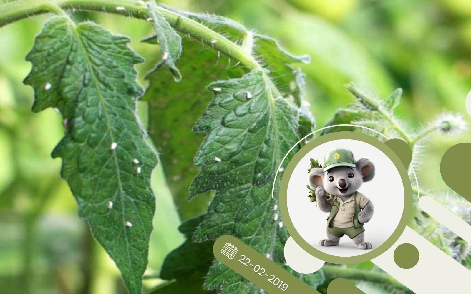 W jaki sposób ekologicznie zwalczać mączlika szklarniowego na plantacji pomidora?