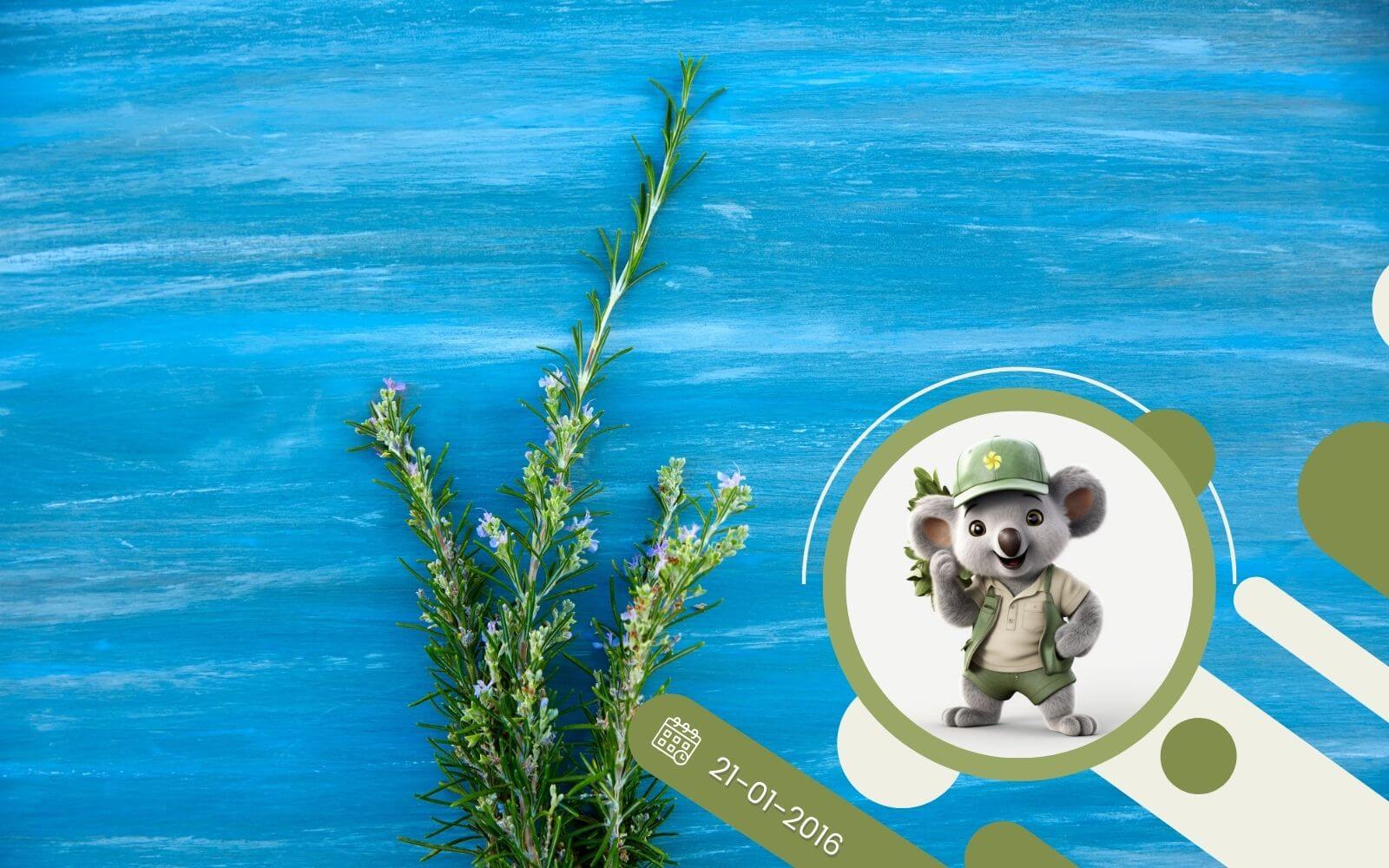 Ziołowy kącik - C jak Cząber.