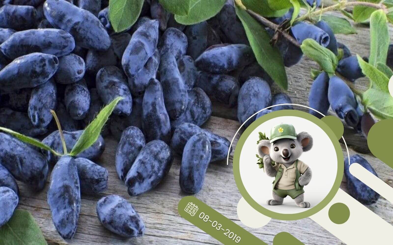 Jagoda kamczacka - nieocenione źródło zdrowia!