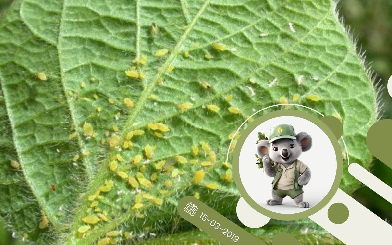 Jak bez chemii zwalczać mszyce w uprawie ogórka?