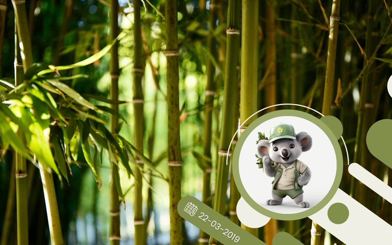 Bambusy - trochę egzotyki w naszym ogrodzie