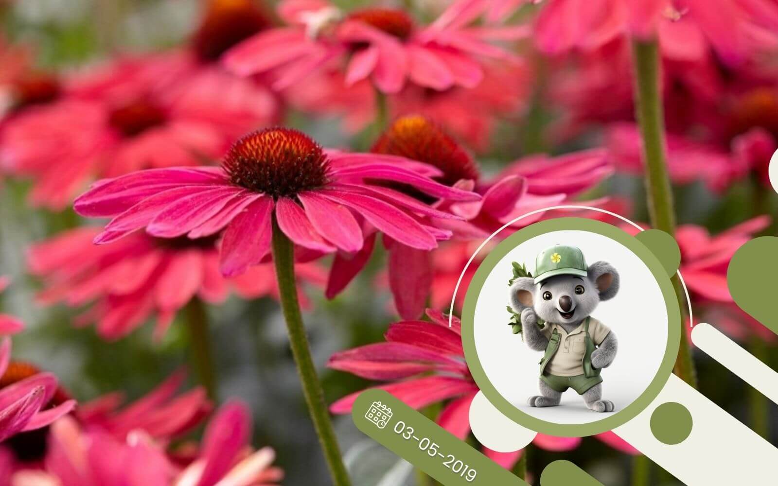 Jakie rośliny w naszym ogrodzie są odporne na suszę?