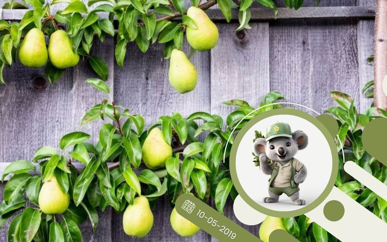 Mini drzewka owocowe uprawa i pielęgnacja