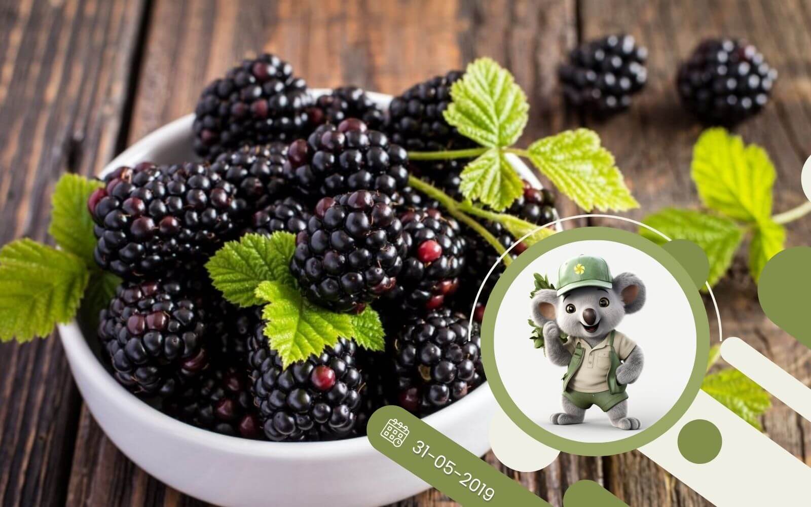 Jeżyny jakie odmiany uprawiać w ogrodzie?