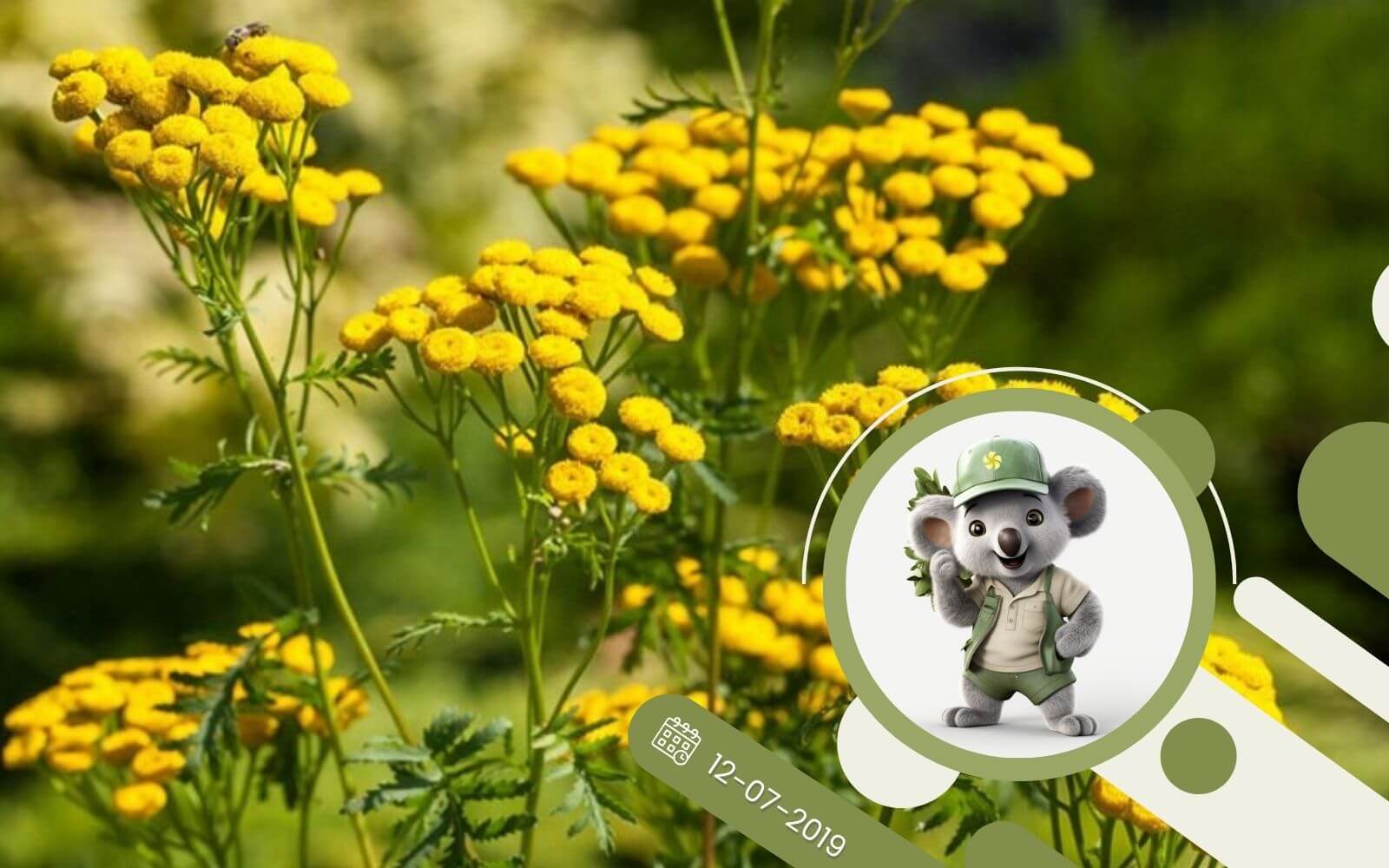 Ziołowy kącik - W jak Wrotycz