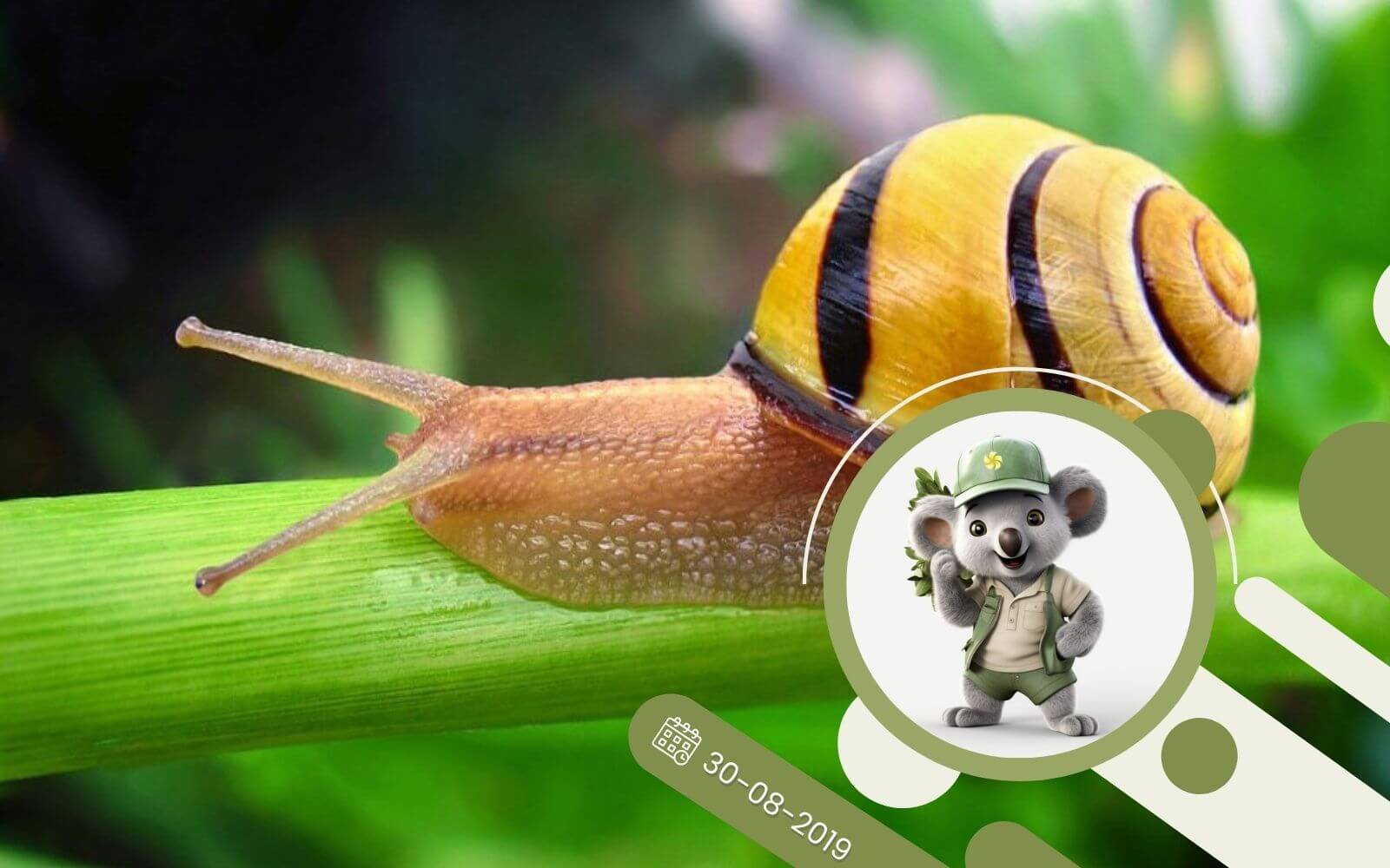 7 sposobów jak ekologicznie walczyć ze ślimakami w ogrodzie.